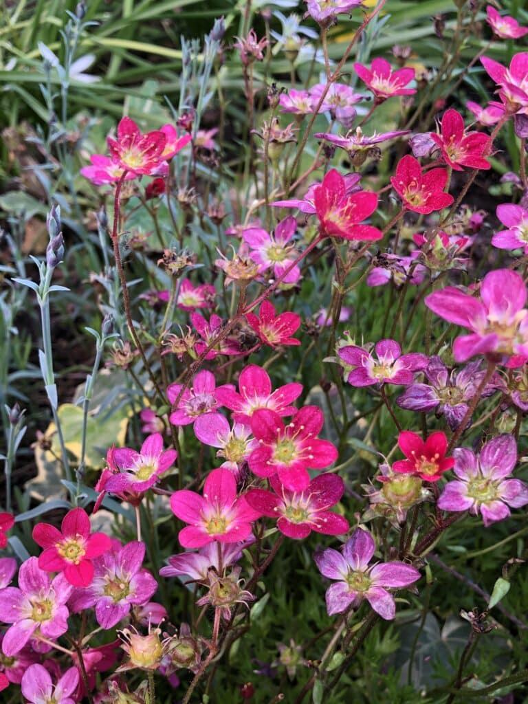 Botanischer Garten Blumen Würzburg